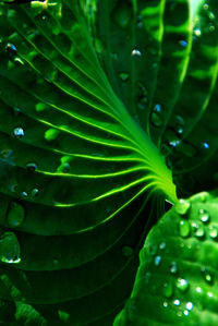 Full frame shot of leaf