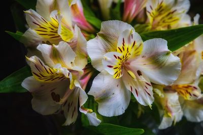 Close-up of white flowers blooming outdoors