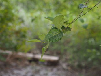Close-up of plant growing on field