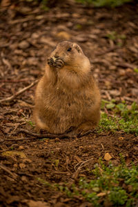 Squirrel on field