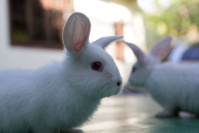 Studio shot of a white rabbit