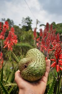 Close-up of hand holding fruit