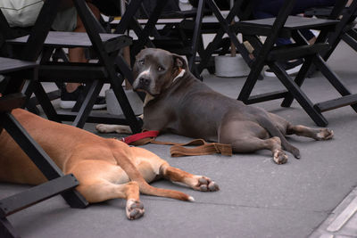 Close-up of  two dog samerican bully looking at the street, são paulo, brazil
