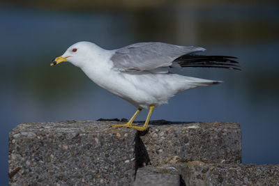 Close-up of seagull perching on rock