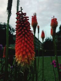 Close-up of fresh red flowers against sky