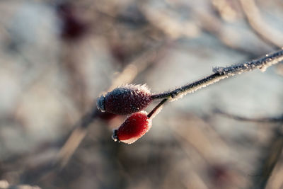 fruit