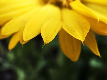 Close-up of yellow flower