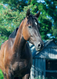 Close-up of horse