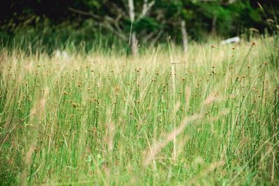 Plants on field