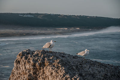 Seagull perching on rock in sea