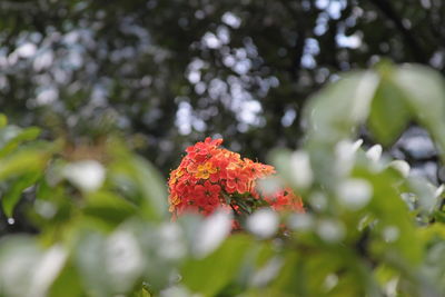 Close-up of red flower on plant