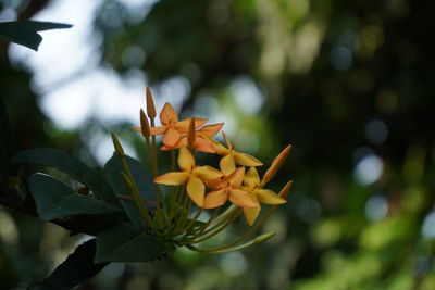 Close-up of yellow flowering plant