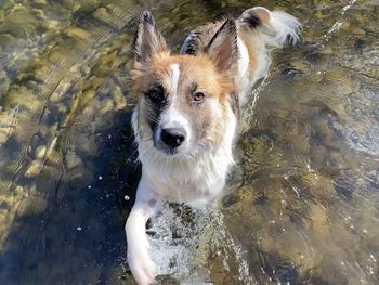 High angle view of dog standing in water