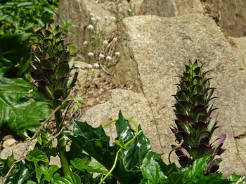 High angle view of plants growing on field