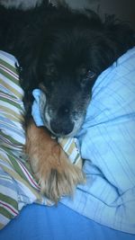 Dog resting on tiled floor