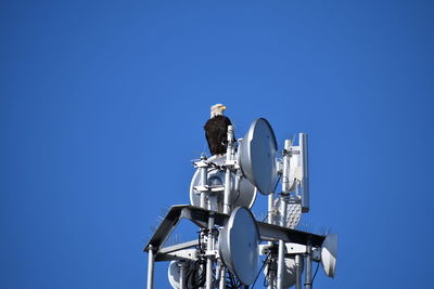 Low angle view of bald eagle against clear blue sky
