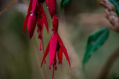 Close-up of red pink flower