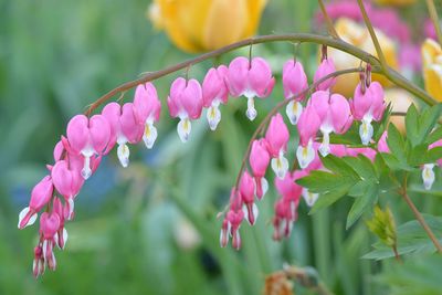 Close-up of pink flowering plants