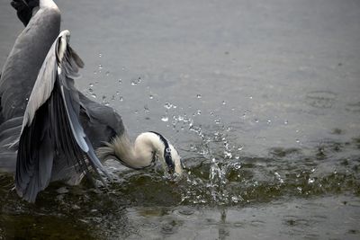 Close-up of swan swimming in sea