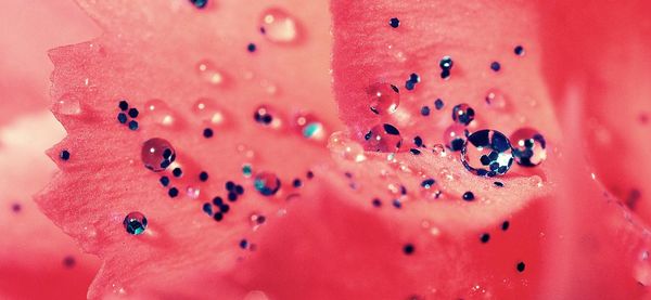 Extreme close-up of water drops on pink flower