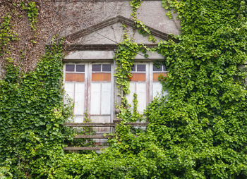 Ivy growing on wall of building