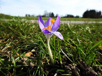 Close-up of purple crocus blooming on field