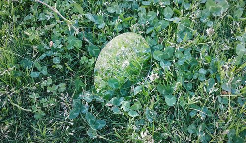 Plants growing on field