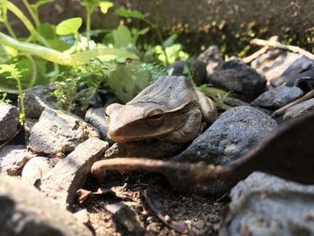 Close-up of lizard on rock