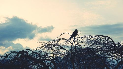 Low angle view of bare tree against cloudy sky