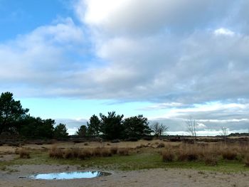 Trees on field against sky