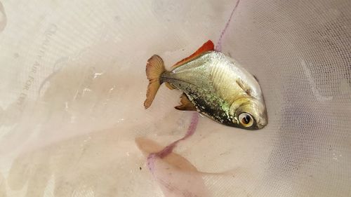 Close-up of angel fish