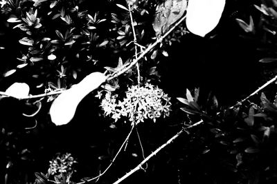 Close-up of flower tree