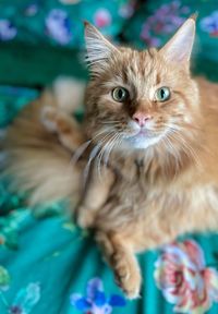 Close-up portrait of a cat
