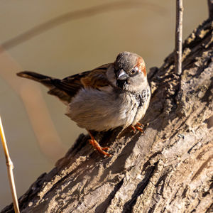 High angle view of bird perching on wood