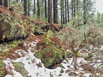 Trees growing in forest during winter