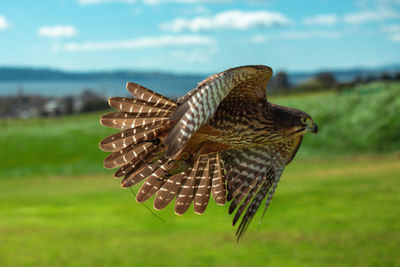 Bird of prey, new zealand falcon