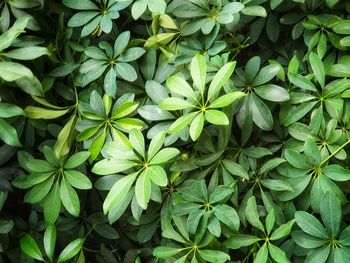 High angle view of flowering plants on field