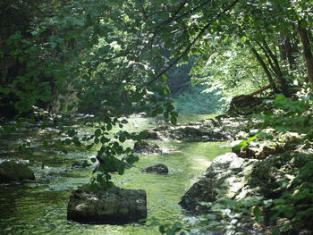 Scenic view of river amidst trees in forest