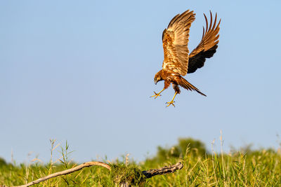 Low angle view of bird flying against sky