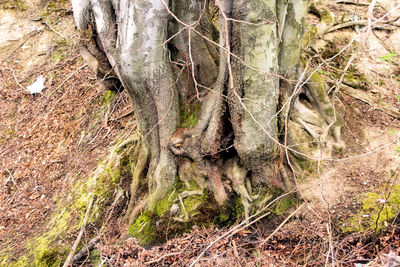 Close-up of tree trunk in forest