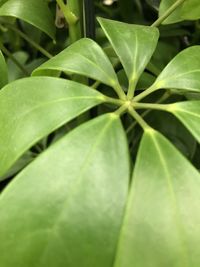 Close-up of raindrops on plant