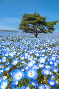 Close-up of white flowering plant on field against blue sky