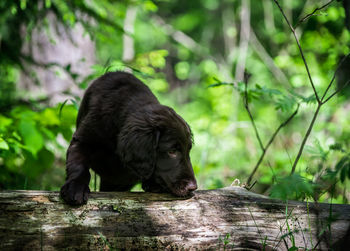 Black dog looking away while sitting on wood