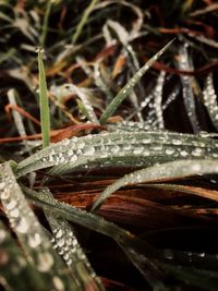 Close-up of lizard on plant