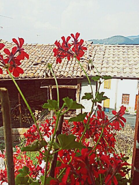 CLOSE-UP OF RED FLOWERS