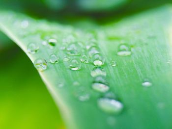 Close-up of water drops on leaves