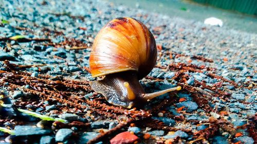 Close-up of snail