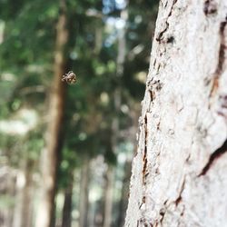 Close-up of bee on tree trunk