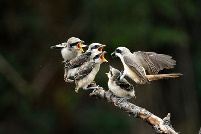 Birds perching on branch