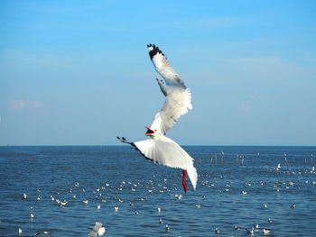 Seagull flying over sea against sky